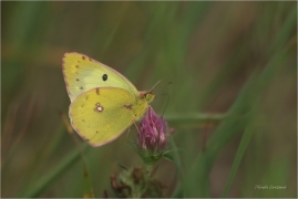 <p>ŽLUŤÁSEK ČIČOREČKOVÝ (Colias hyale) ---- /Pale clouded yellow butterfly - Goldene Acht/</p>
